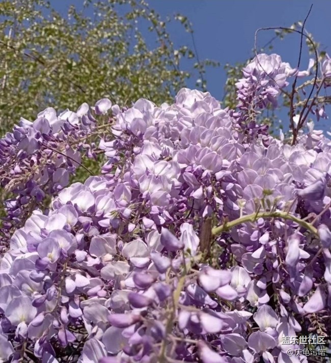 【廣州的花花們】繁花盛開