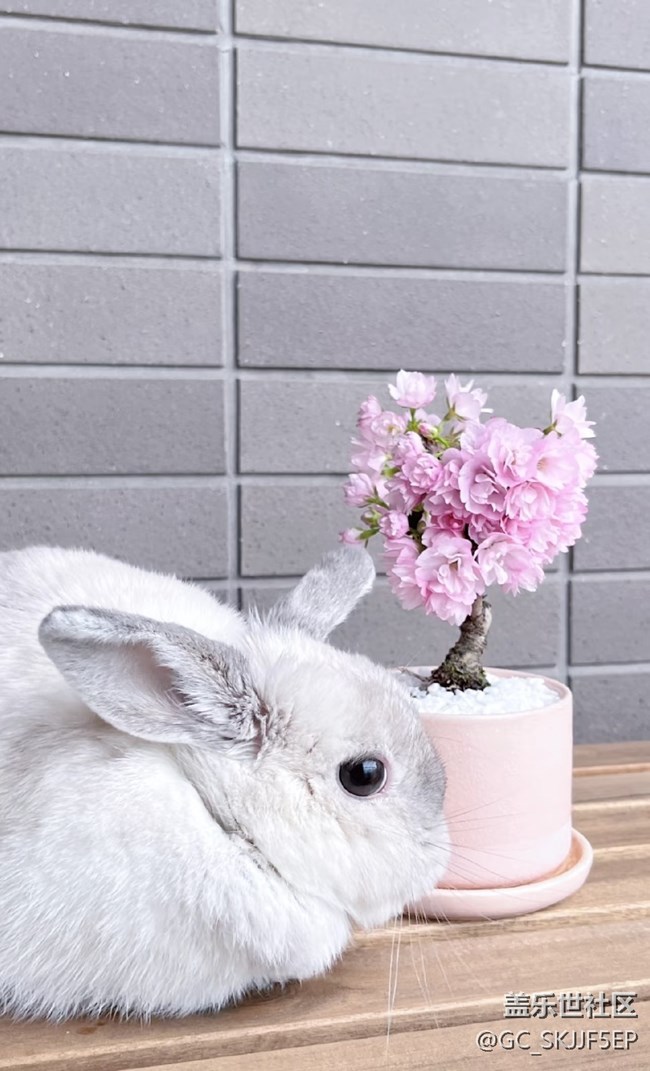 【廣州的花花們】+陽臺一隅，藏著生活的詩