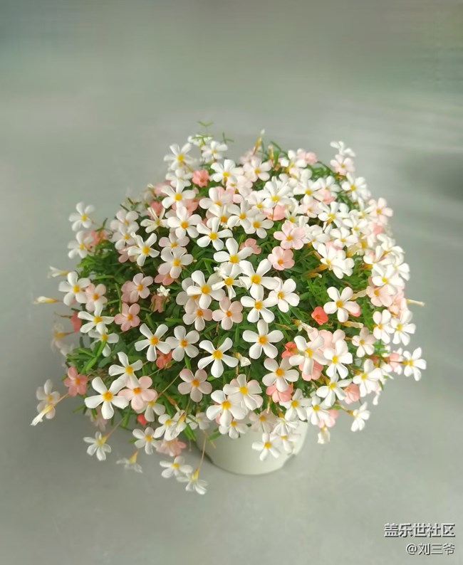 【廣州的花花們】藏在花里的溫柔時(shí)光