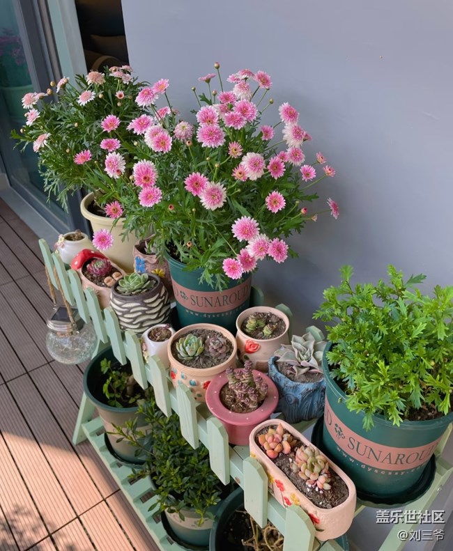 【廣州的花花們】陽臺(tái)小花園，我的詩與遠(yuǎn)方
