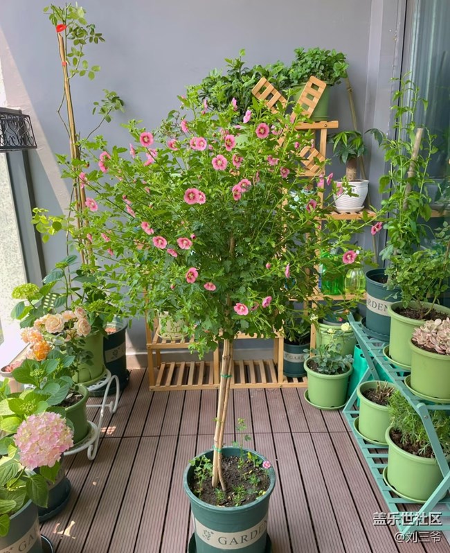 【廣州的花花們】陽臺(tái)小花園，我的詩與遠(yuǎn)方