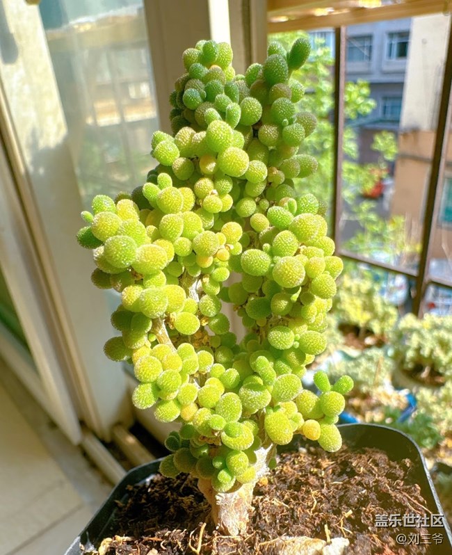 【廣州的花花們】陽臺花事，邂逅美好