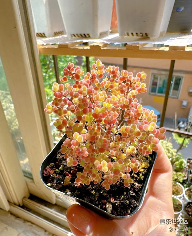 【春花浪漫】+多肉萌趣，點(diǎn)亮窗臺(tái)