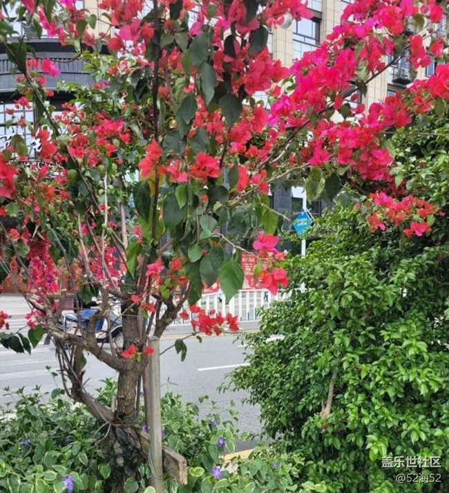 【春日尋花】漂亮的花兒