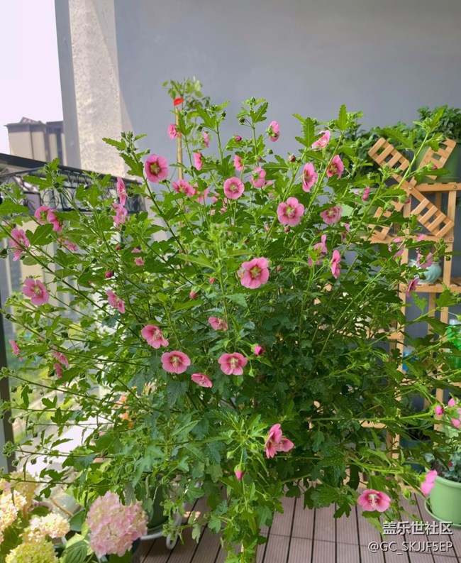 【廣州的花花們】+陽臺一隅，藏著生活的詩