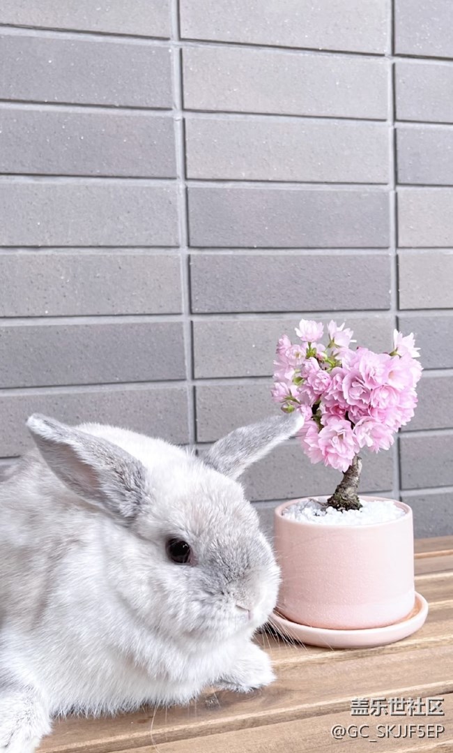 【廣州的花花們】+陽臺一隅，藏著生活的詩