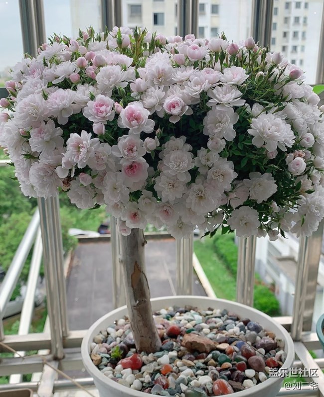 【春花浪漫】+陽(yáng)臺(tái)花海，浪漫滿屋