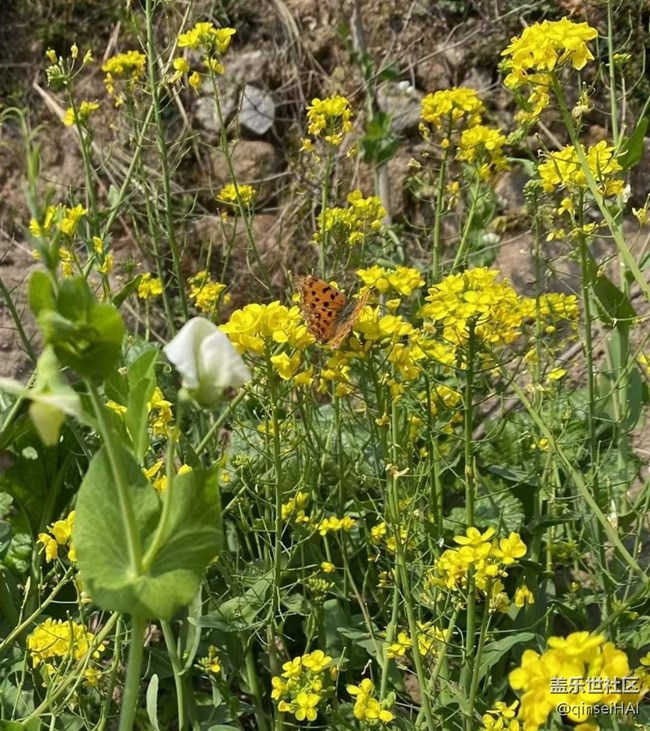 【春花浪漫】蝶戀花