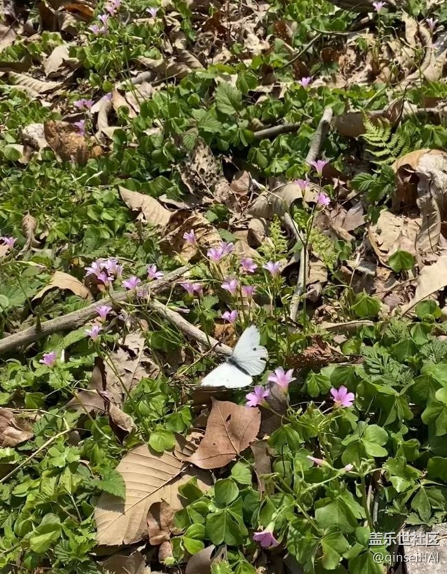 【春花浪漫】蝶戀花