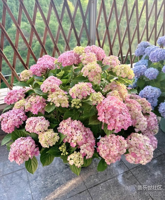 【春花浪漫】+陽(yáng)臺(tái)花海，浪漫滿屋