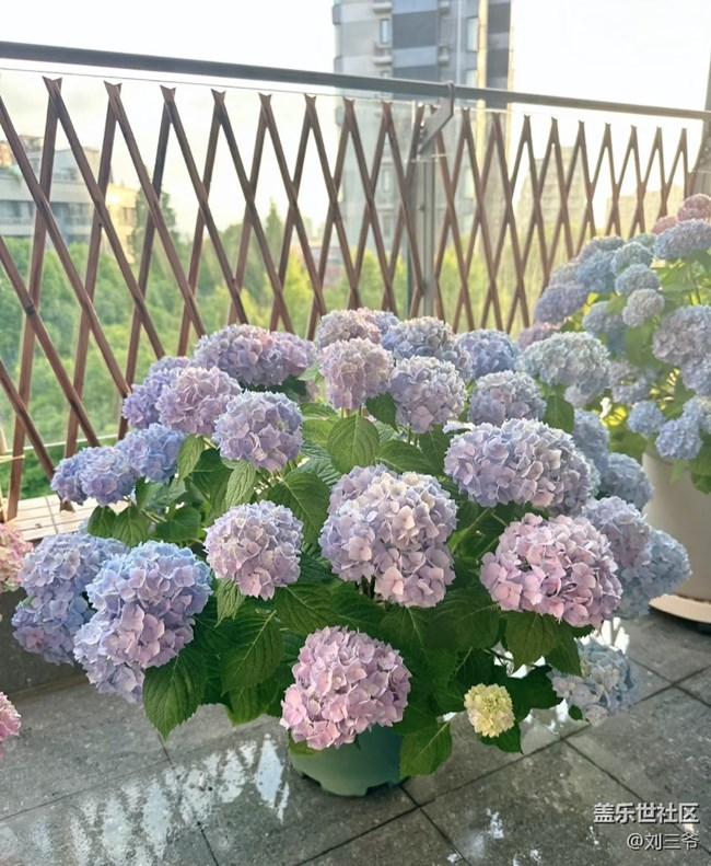 【春花浪漫】+陽(yáng)臺(tái)花海，浪漫滿屋