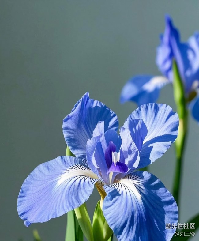 【廣州的花花們】花影搖曳，邂逅美好