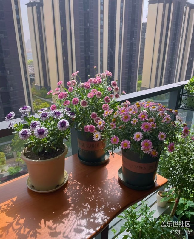 【廣州的花花們】陽臺(tái)小花園，我的詩與遠(yuǎn)方