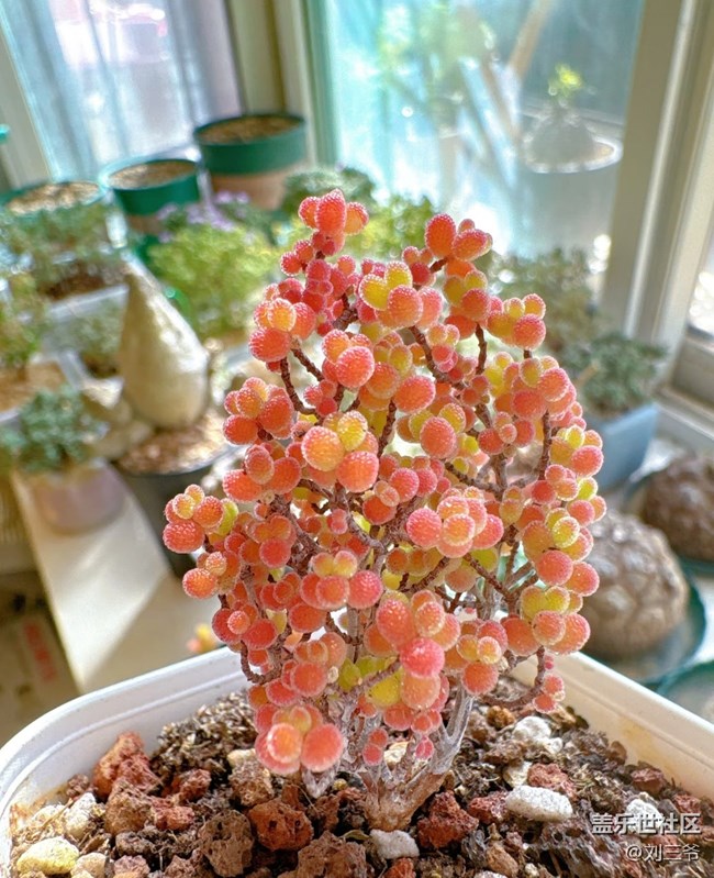 【春花浪漫】+多肉萌趣，點(diǎn)亮窗臺(tái)