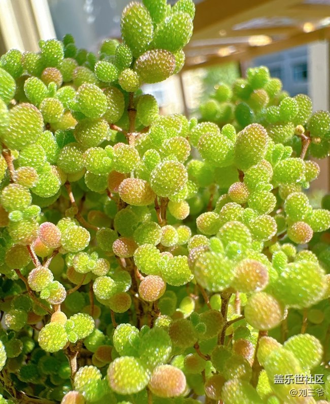 【春花浪漫】+多肉萌趣，點(diǎn)亮窗臺(tái)