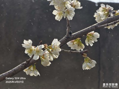 櫻桃花