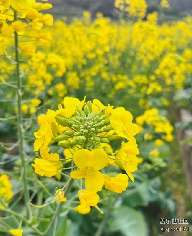 【春花浪漫】蝶戀花