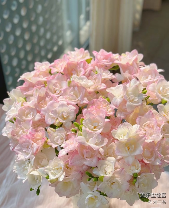 【廣州的花花們】陽臺花事，邂逅美好