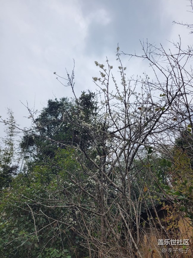 【春日尋花】春天花開