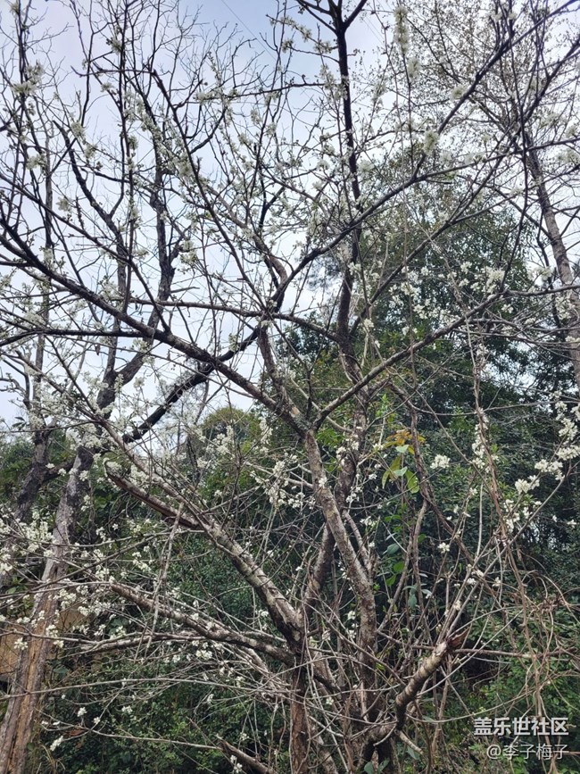 【春日尋花】春天花開