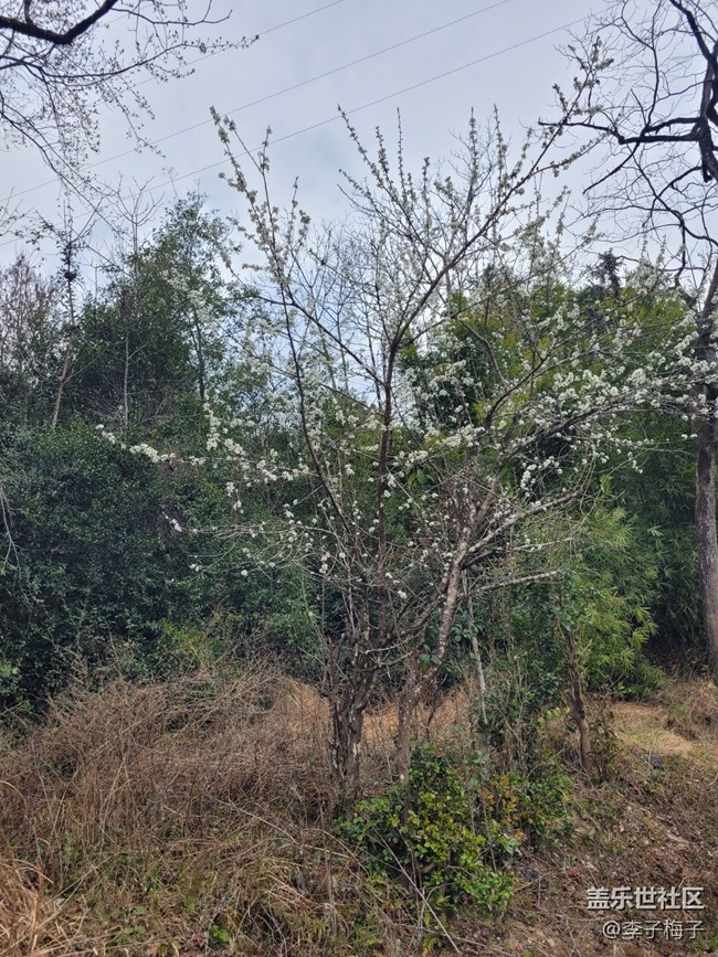 【春日尋花】春天花開