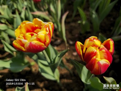 拍攝于騰沖西花嶺