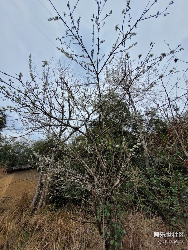 【春日尋花】春天花開