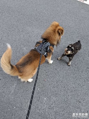 【光耀生活】狗狗找到新伙伴了