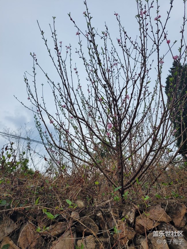 【春日尋花】春天花開