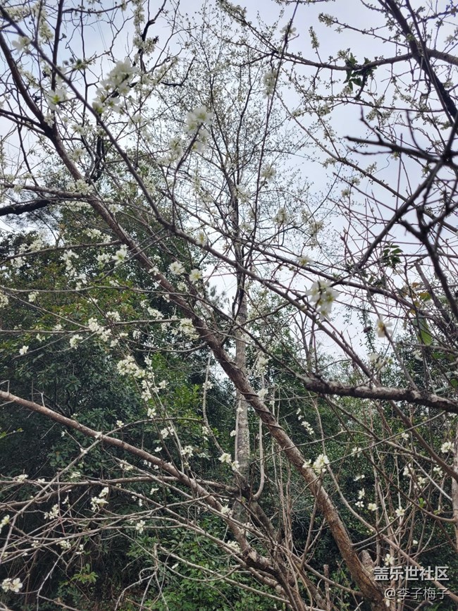 【春日尋花】春天花開