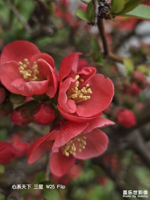 春暖花開(kāi)，適合拍照