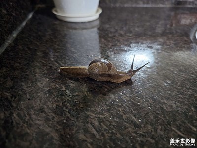 一只蝸牛