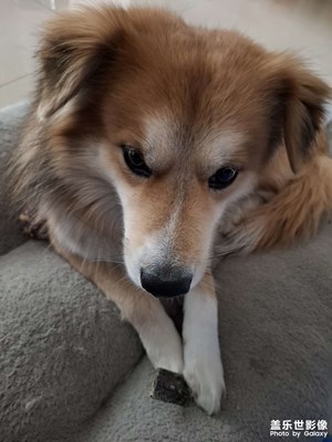 【光耀生活】逗狗??