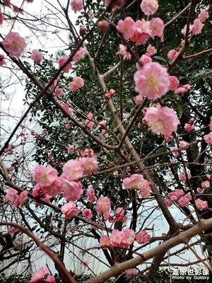 【光耀生活】+紅梅花