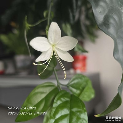 只會(huì)隨手拍