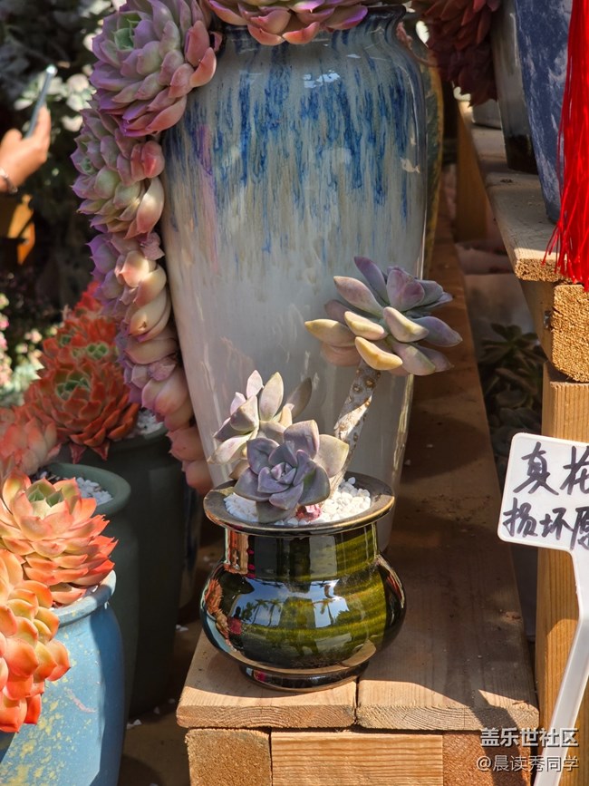 【活動(dòng)回顧】3月9日荷蘭花卉小鎮(zhèn)隨手拍