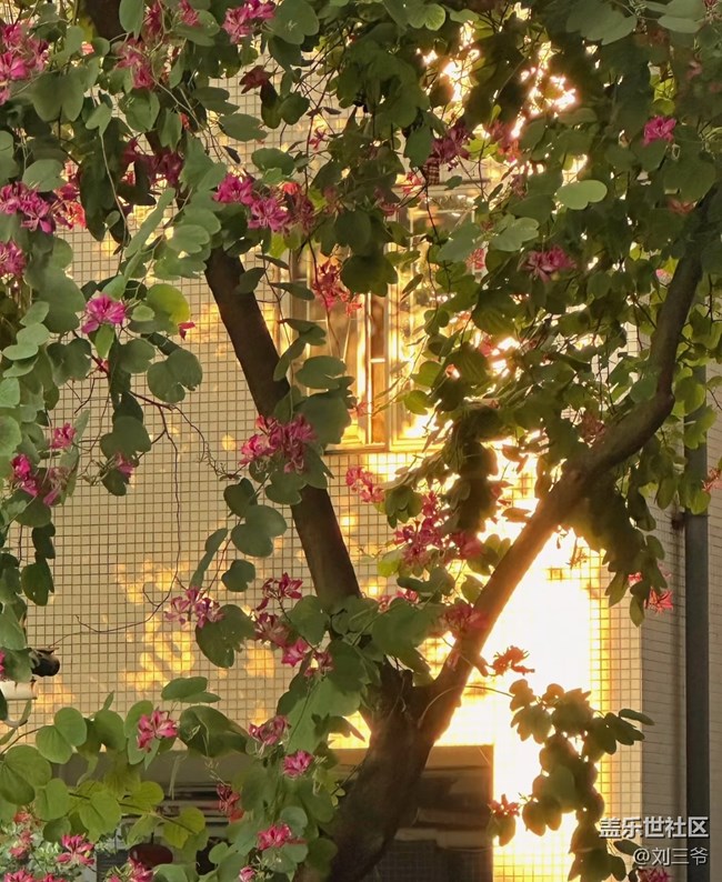 【廣州的花花們】闖入現(xiàn)實(shí)版莫奈花園