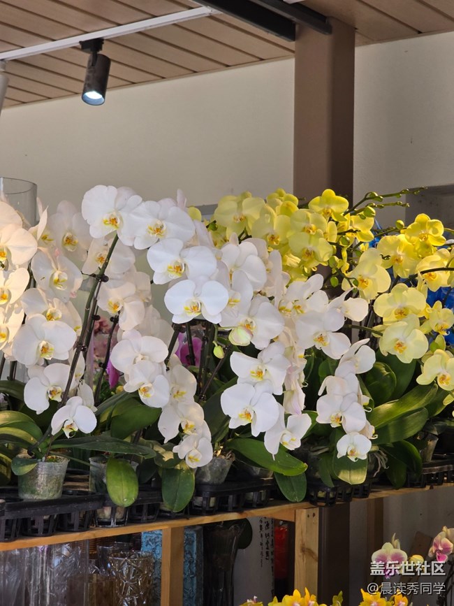 【活動(dòng)回顧】3月9日荷蘭花卉小鎮(zhèn)隨手拍