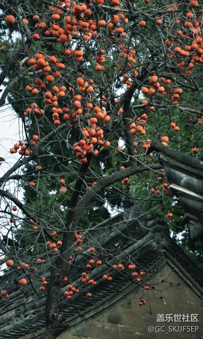 【春花浪漫】尋跡古意，邂逅時光之美