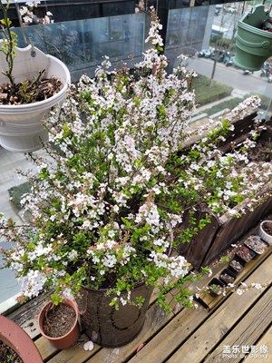 【光耀生活】春花