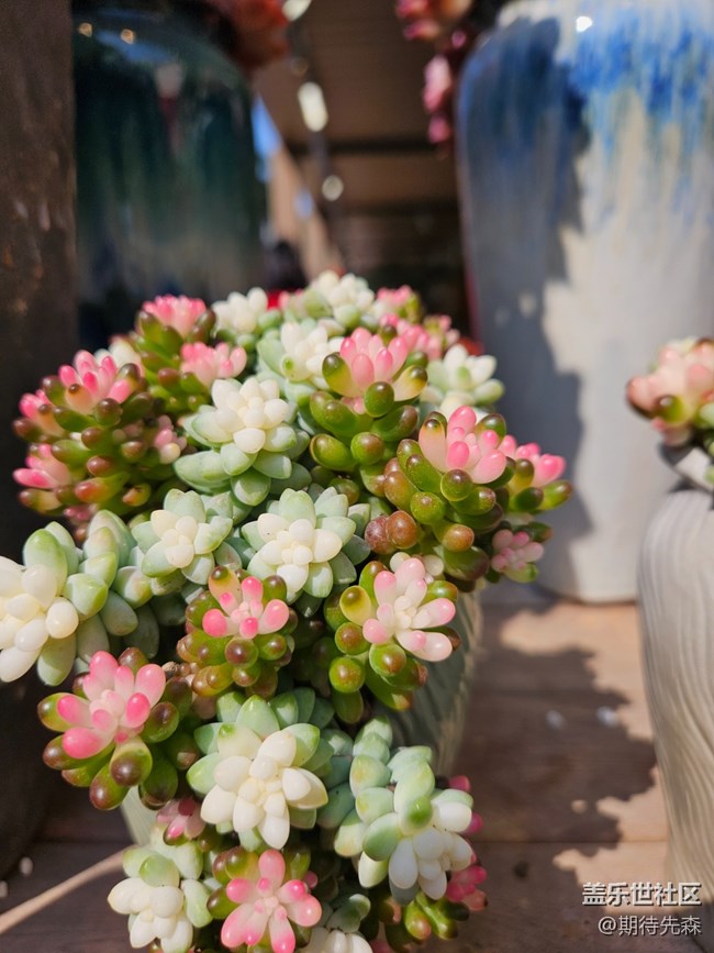 【春日尋花】微風(fēng)輕拂