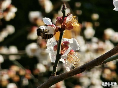 【光耀生活】滬上早櫻