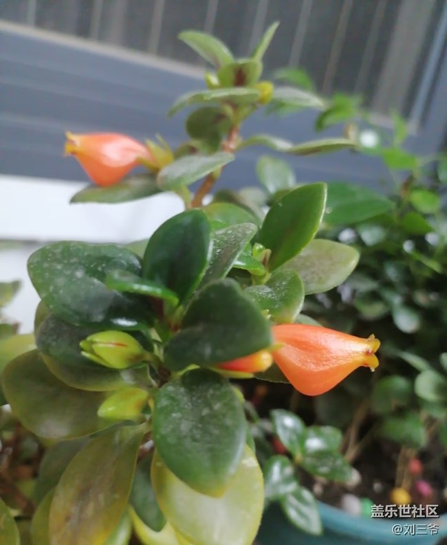 【廣州的花花們】闖入現(xiàn)實(shí)版莫奈花園