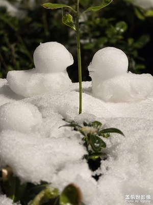 【光耀生活】+三月桃花雪