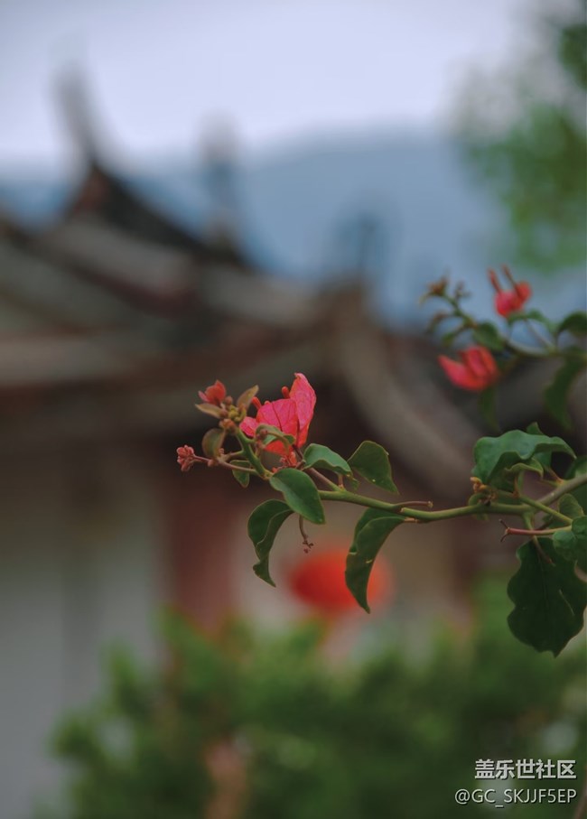 【春花浪漫】尋跡古意，邂逅時光之美