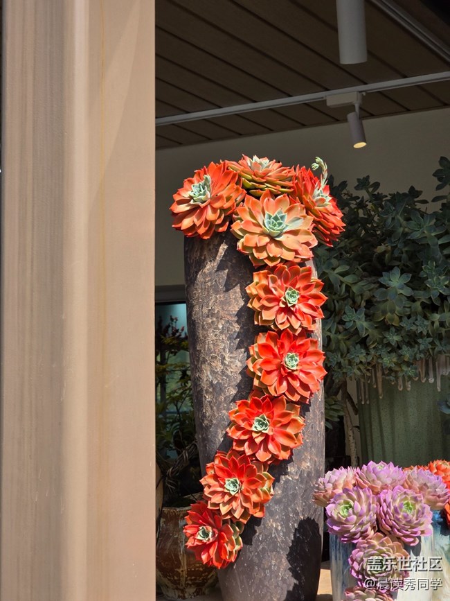 【活動(dòng)回顧】3月9日荷蘭花卉小鎮(zhèn)隨手拍