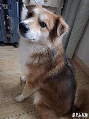 【光耀生活】貓狗日常