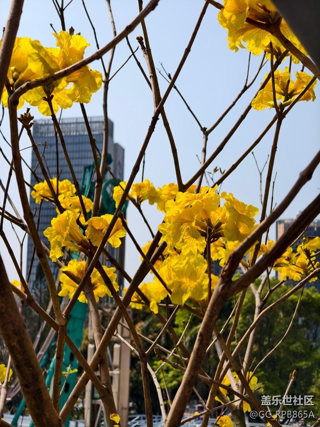 【活動回顧】花朵