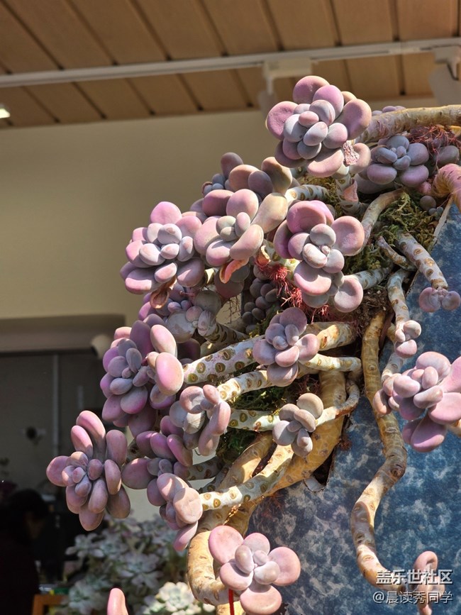 【活動(dòng)回顧】3月9日荷蘭花卉小鎮(zhèn)隨手拍