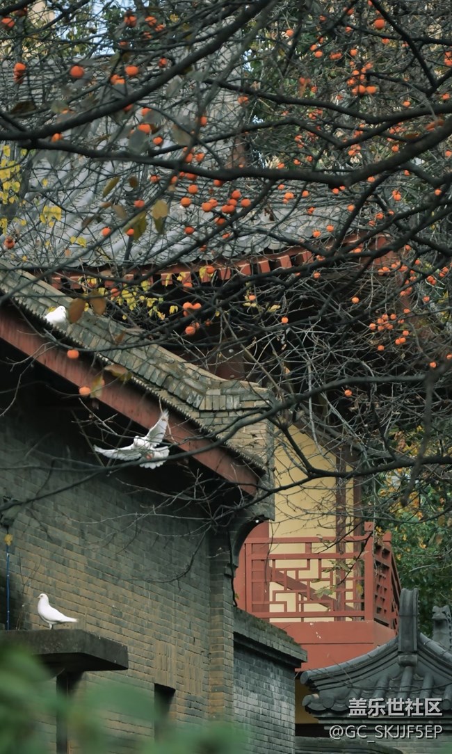 【春花浪漫】古剎秋韻,詩(shī)意禪境 【春花浪漫】古剎秋韻,詩(shī)意禪境